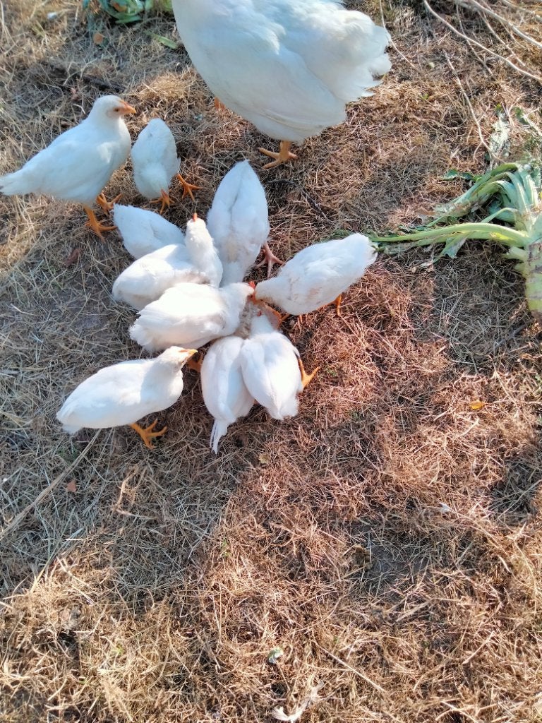 Witte leghorn kuikens haantjes, Mannelijk, Kip