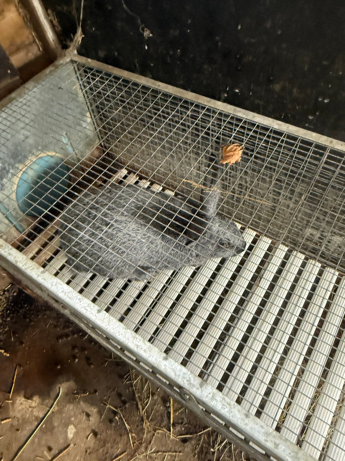 Konijn, Mannelijk, Middelgroot, 0 tot 2 jaar