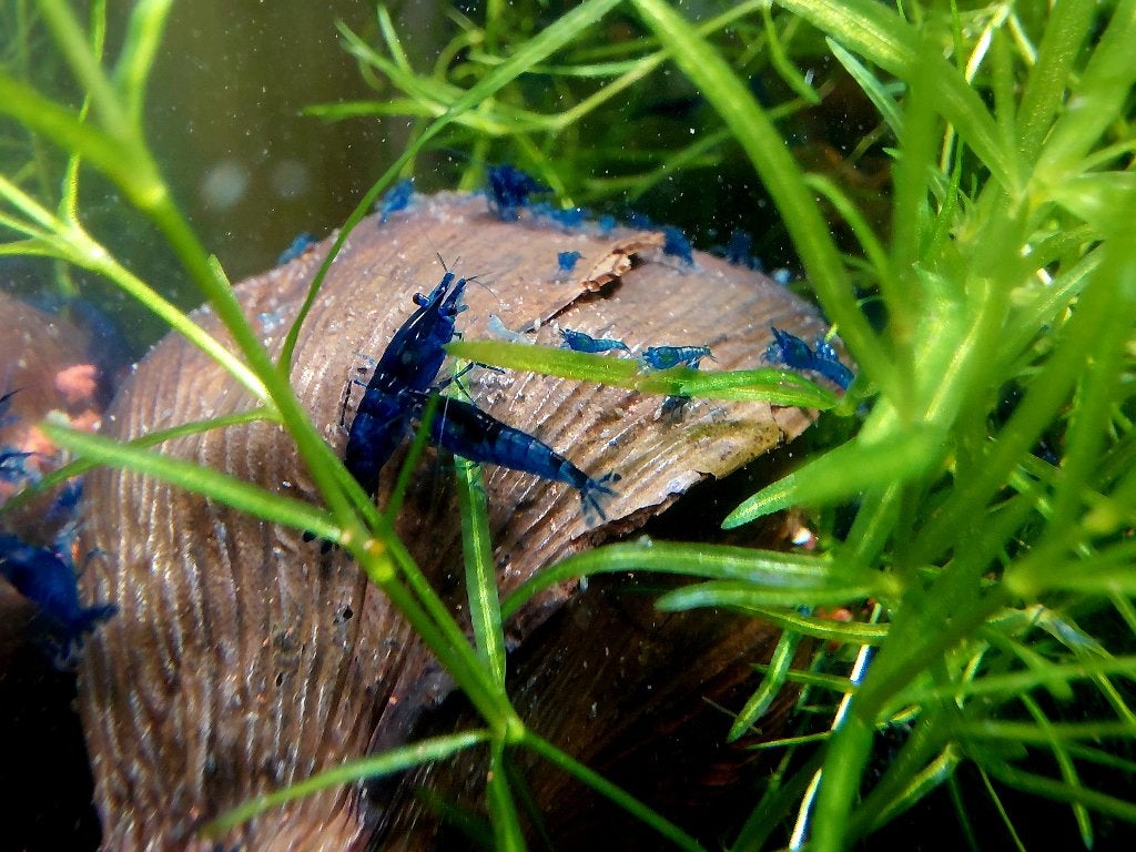 Blue Velvet garnalen, Dieren en Toebehoren