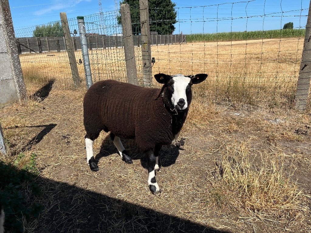 Jonge zwartbles schapen te koop, Animaux & Accessoires, Moutons, Chèvres & Cochons, Mouton, Plusieurs animaux, 0 à 2 ans