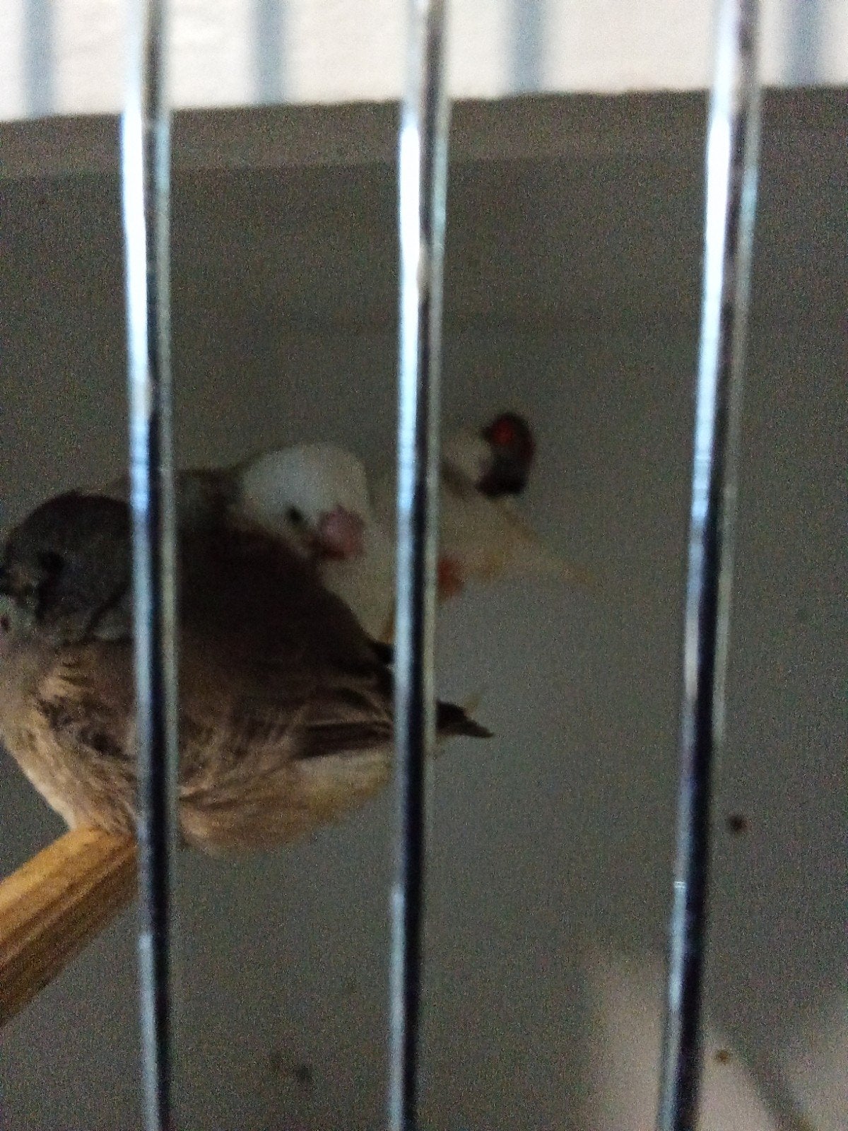 te koop2 koppels zebravinken met 2 jonge