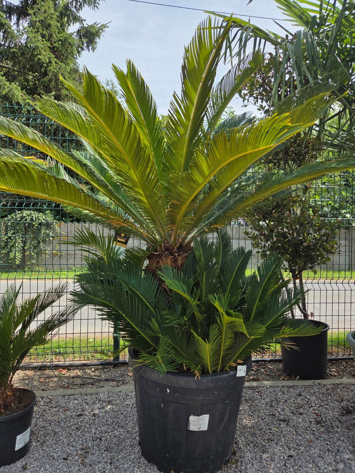 Cycas Revoluta - Vredespalm, Jardin & Terrasse, Bulbes & Semences, Mi-ombre, Enlèvement