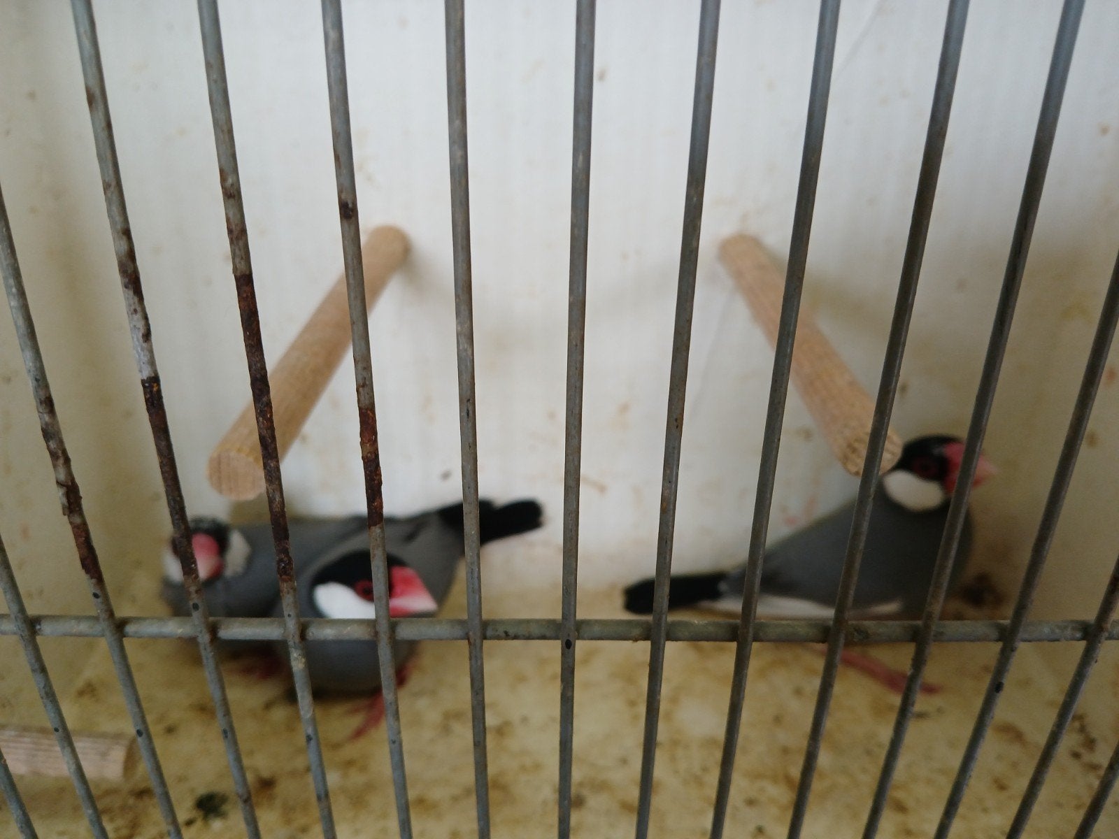 vogels, Dieren en Toebehoren