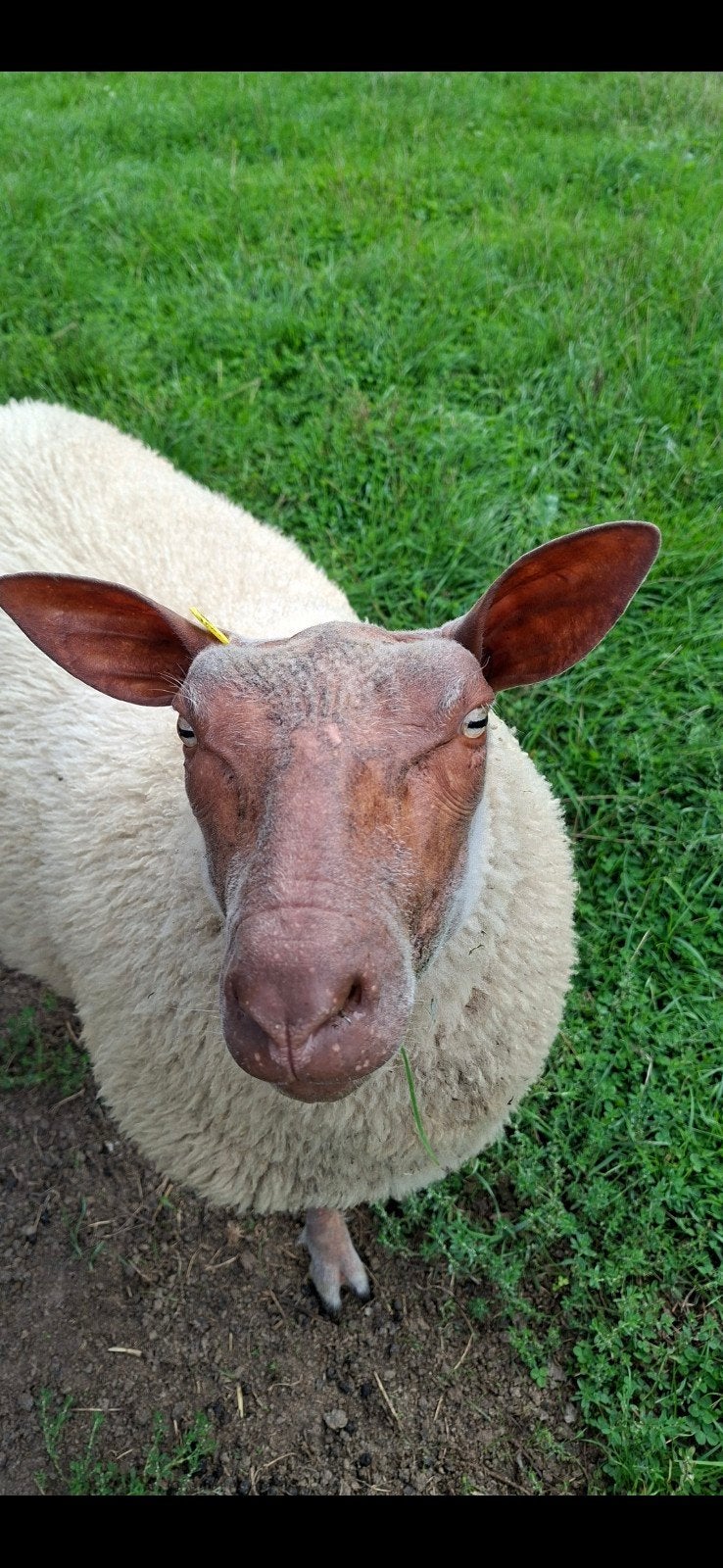 Mouton Rouge de l'Ouest, Animaux & Accessoires, Moutons, Chèvres & Cochons, Femelle, Mouton, 0 à 2 ans