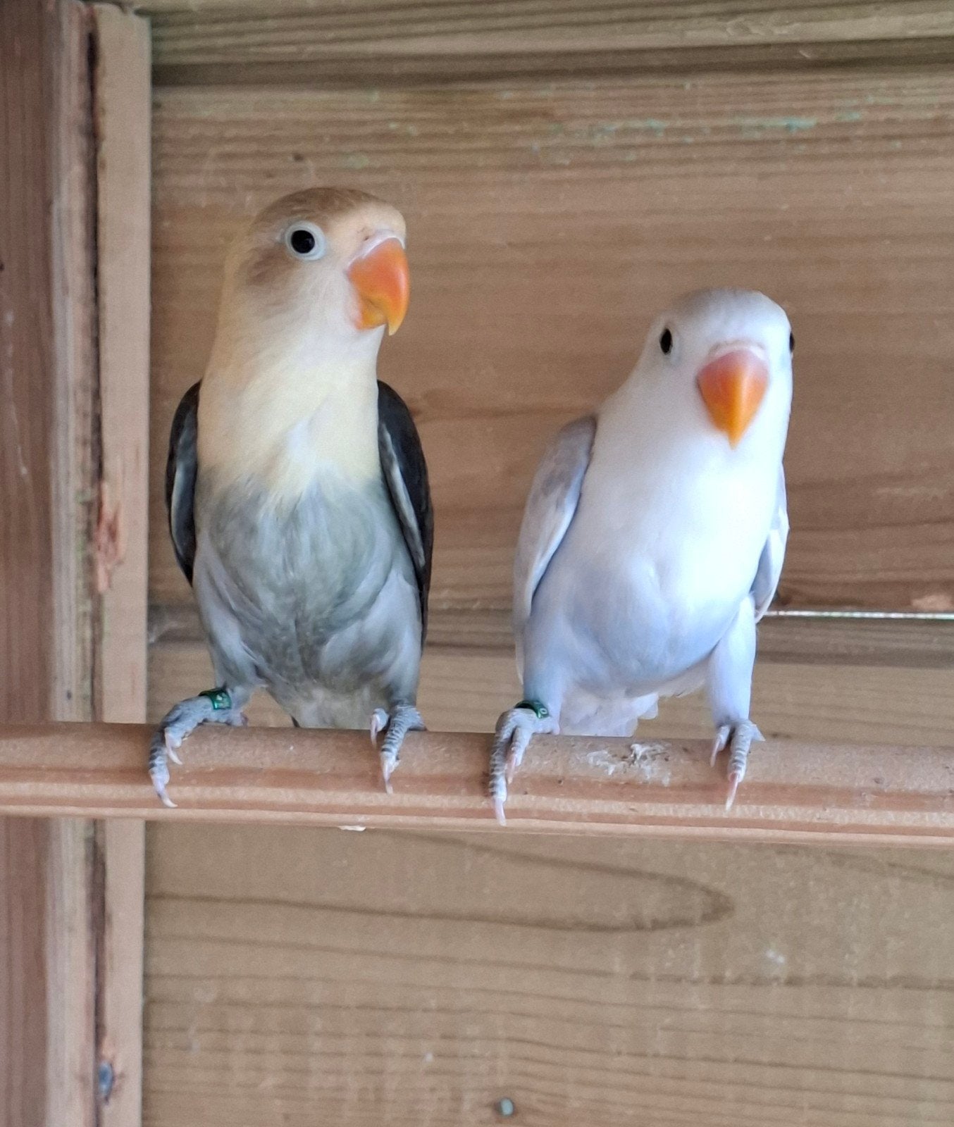 Jong koppel agapornis, Dieren en Toebehoren, Vogels | Parkieten en Papegaaien, Meerdere dieren, Dwergpapegaai of Agapornis, Geringd