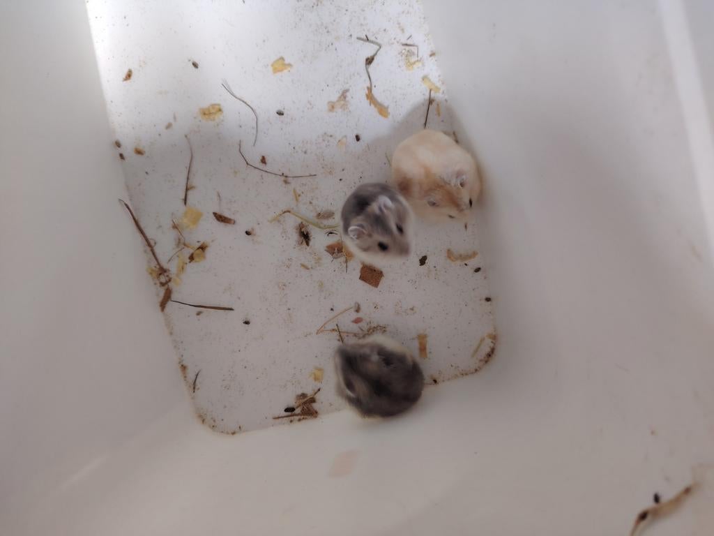 Hamsters nains, Février, Hamster