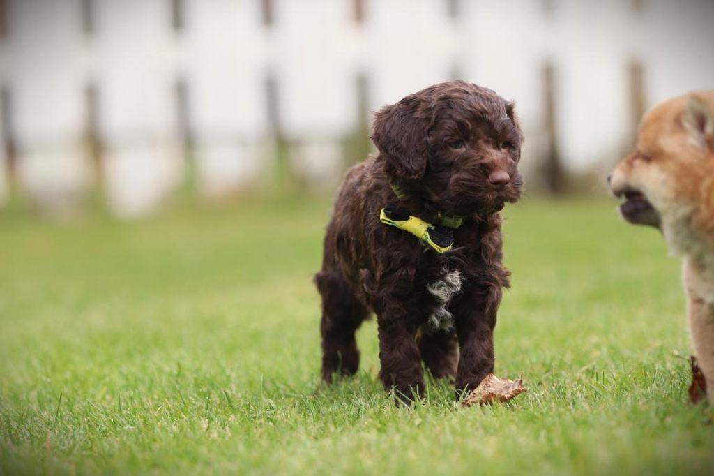 Chien d'eau italien, Lagotto Romagnolo