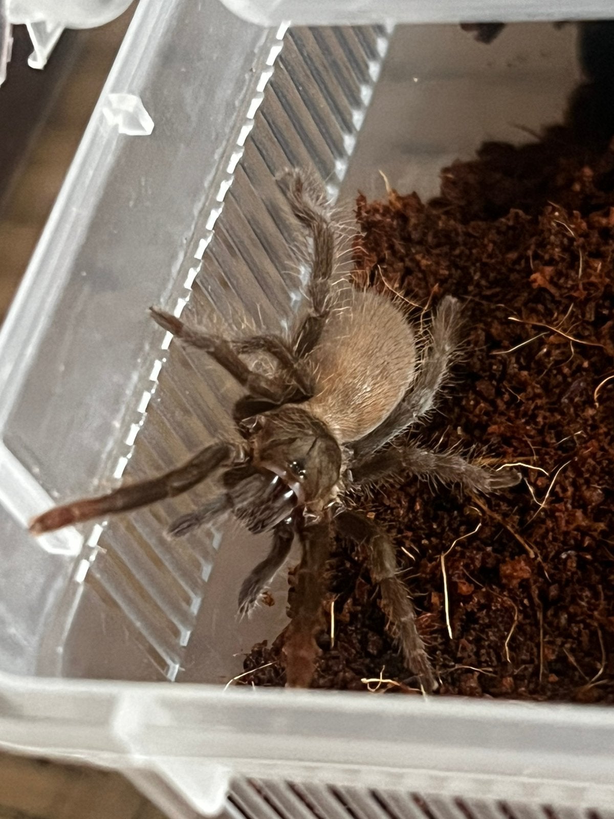 Hysterocrates gigas tarantula vogelspin baboon tarantula, Spin of Schorpioen