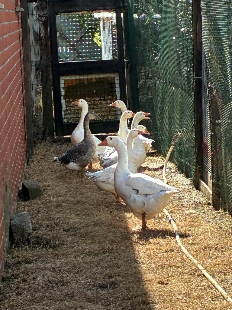ganzen, Meerdere dieren, Gans of Zwaan