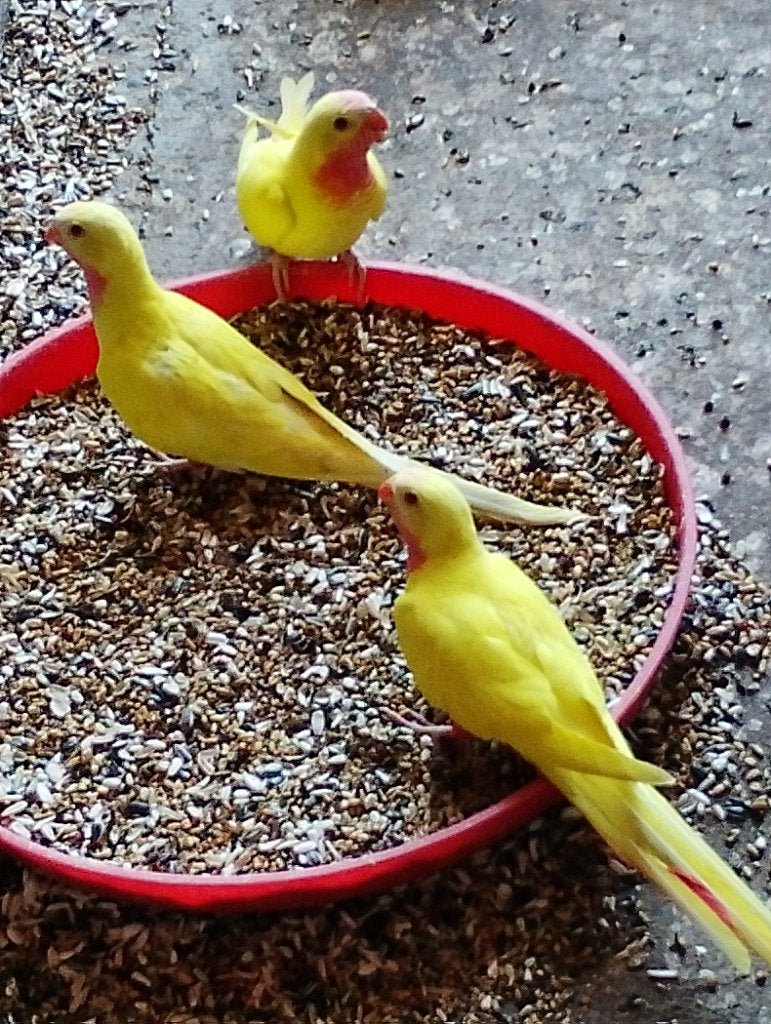 princess of wales, Dieren en Toebehoren, Vogels | Parkieten en Papegaaien, Meerdere dieren, Parkiet, Geringd