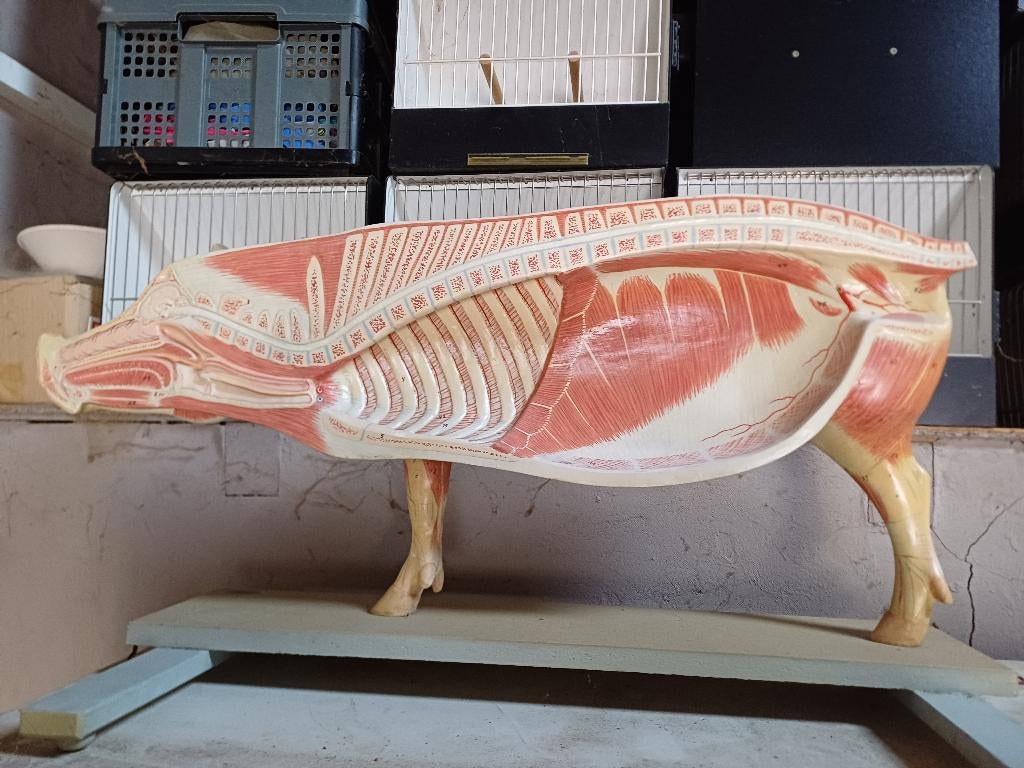 Anatomisch varken in( gips ), Antiek en Kunst, Curiosa en Brocante, Ophalen
