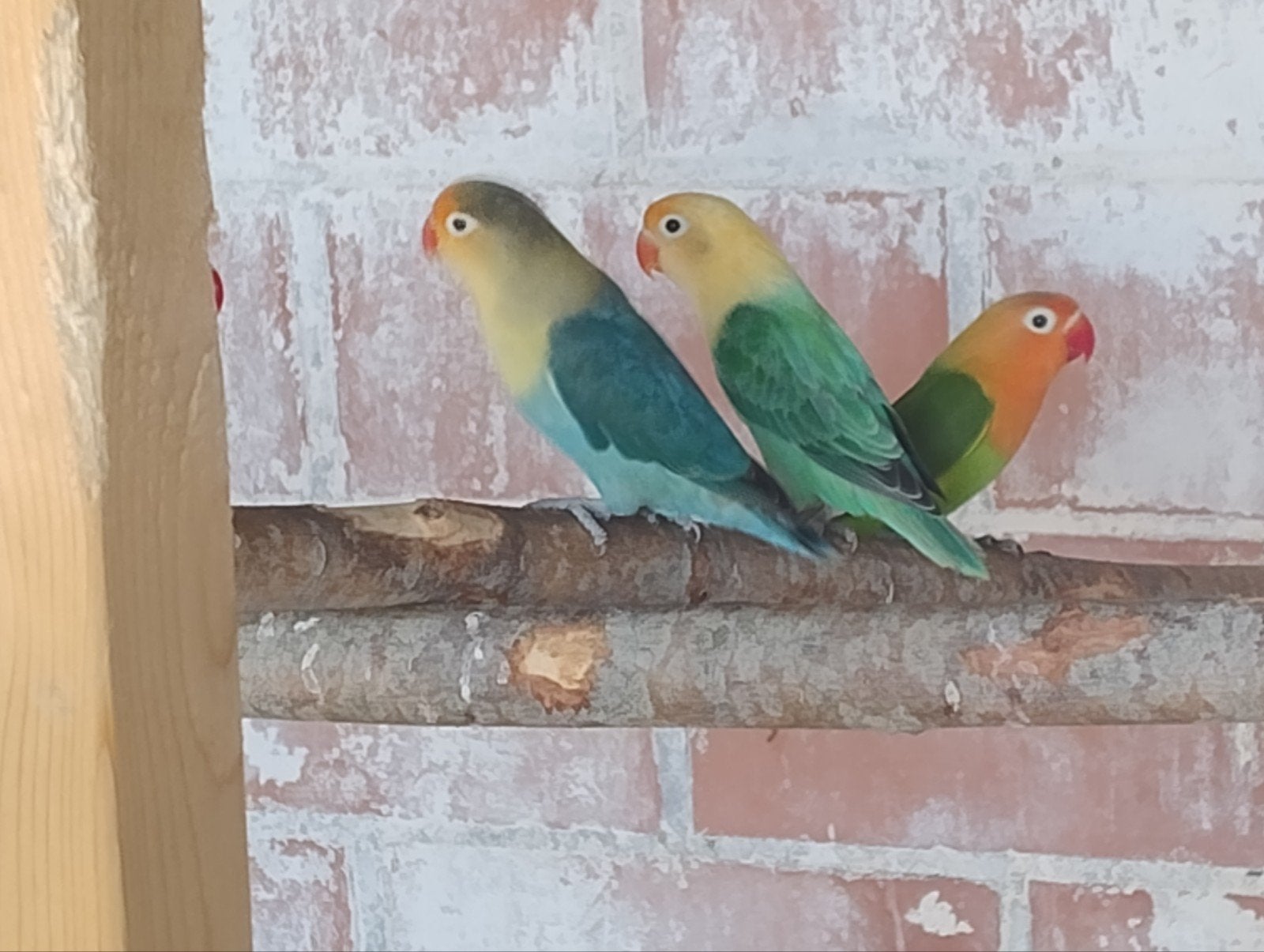 Fischerie's