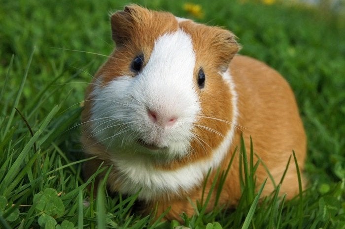 Cavia's, Dieren en Toebehoren, Knaagdieren, Cavia, Mannelijk, Mei, Tam