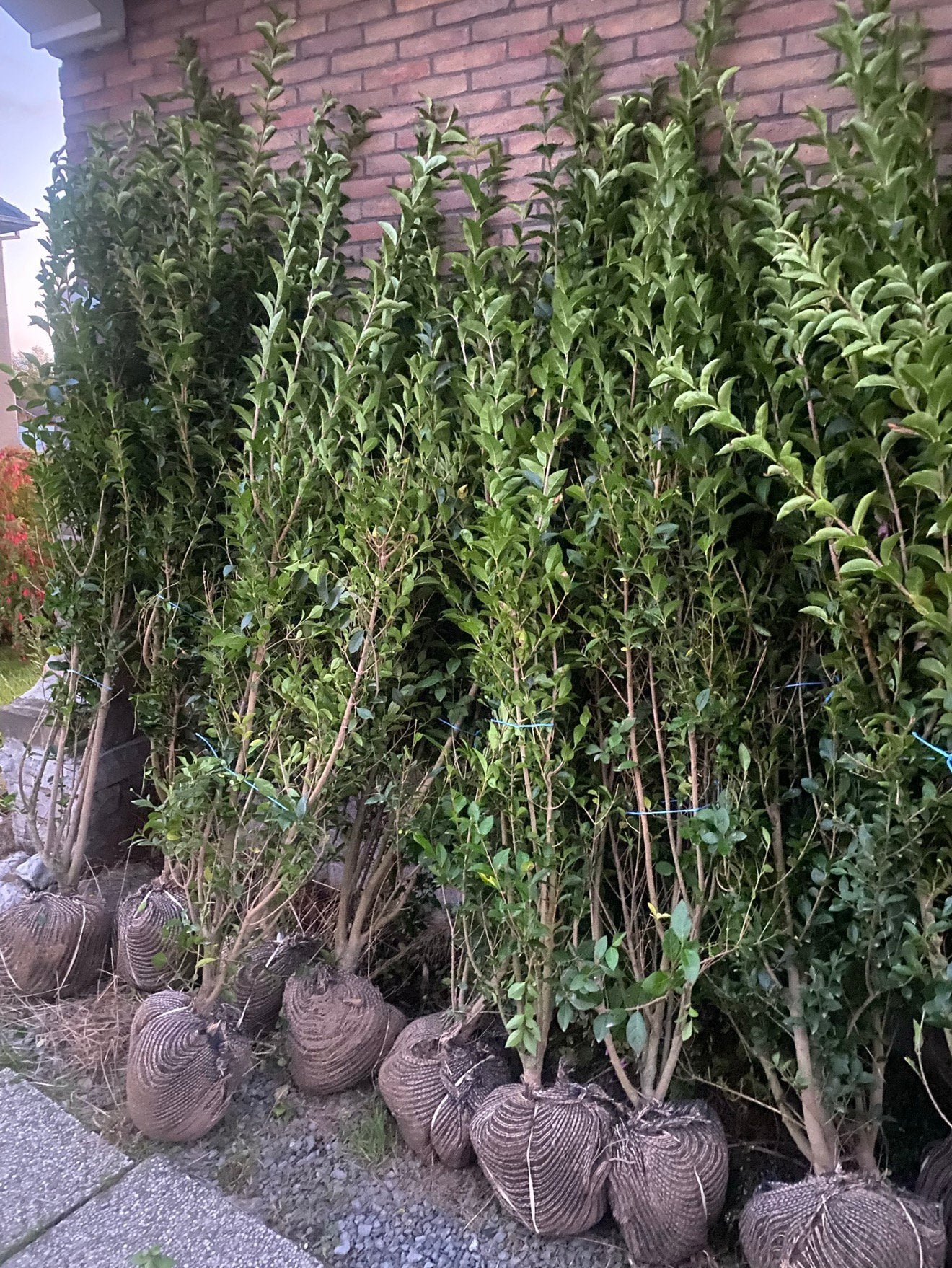 Ligustrum ovalifolium met kluit, Ophalen