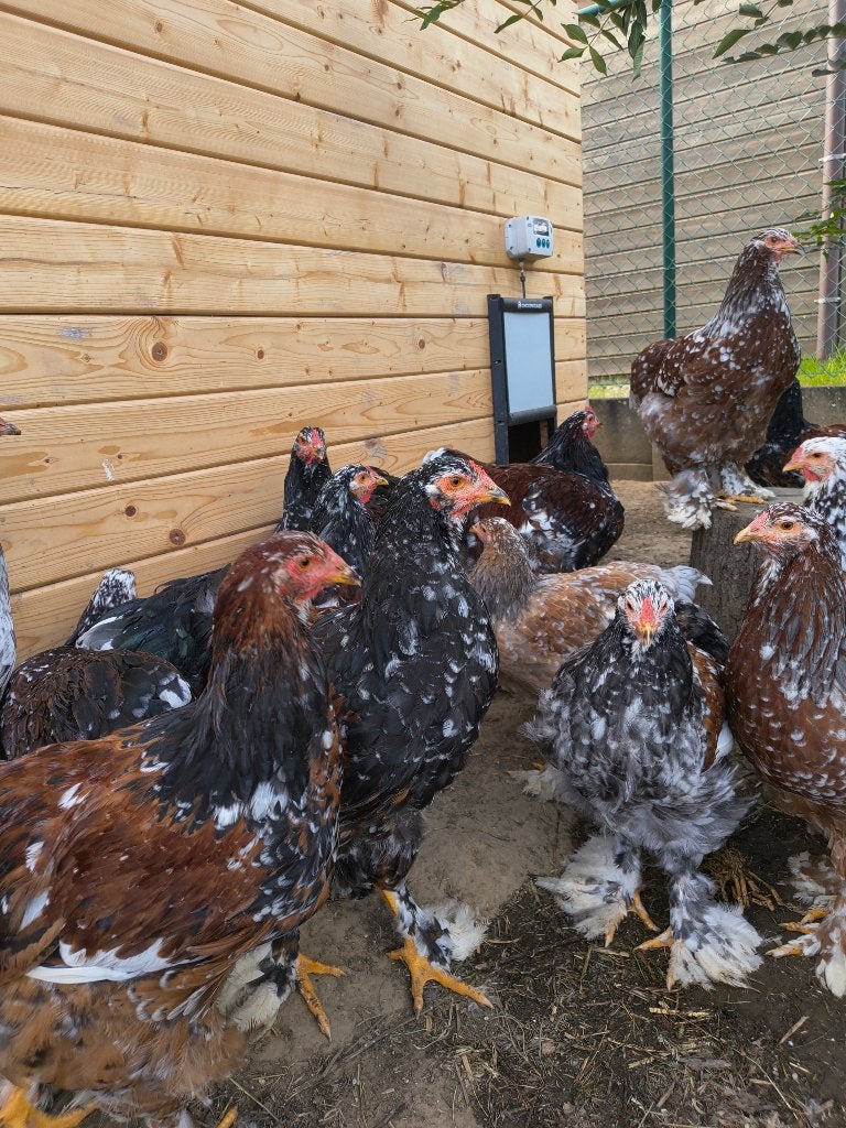 Brahma porselein, Meerdere dieren, Kip