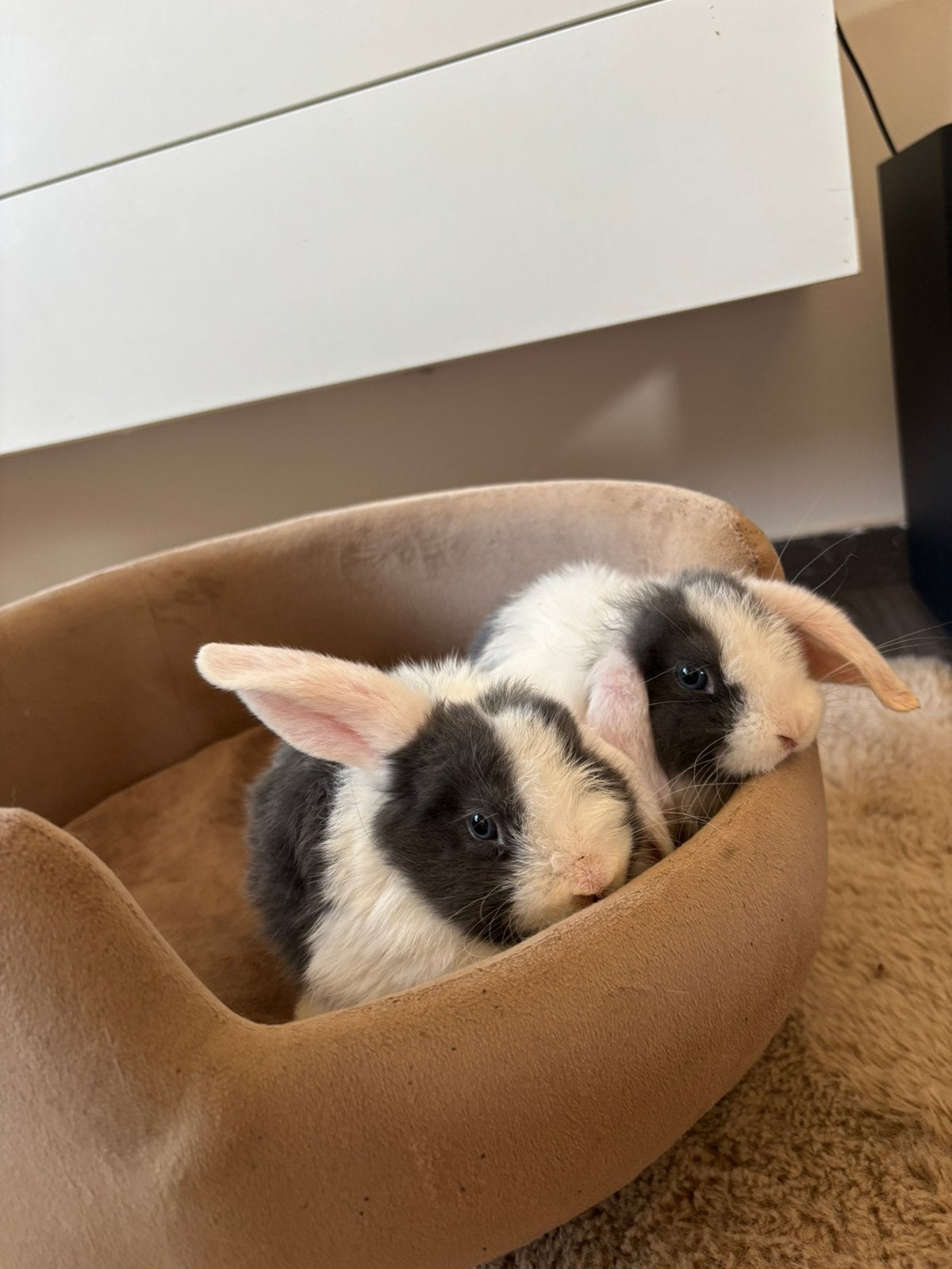 1 wit grijs baby hangoortje, Dieren en Toebehoren, Konijnen, Vrouwelijk, Middelgroot, Hangoor, 0 tot 2 jaar