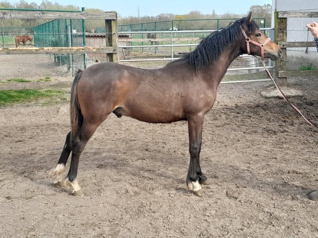 Best bewegende,mooie welsh partbred jaarling hengst., Poney de dressage, Poney D (1.37 m à 1.48m), 0 à 2 ans, Avec pedigree