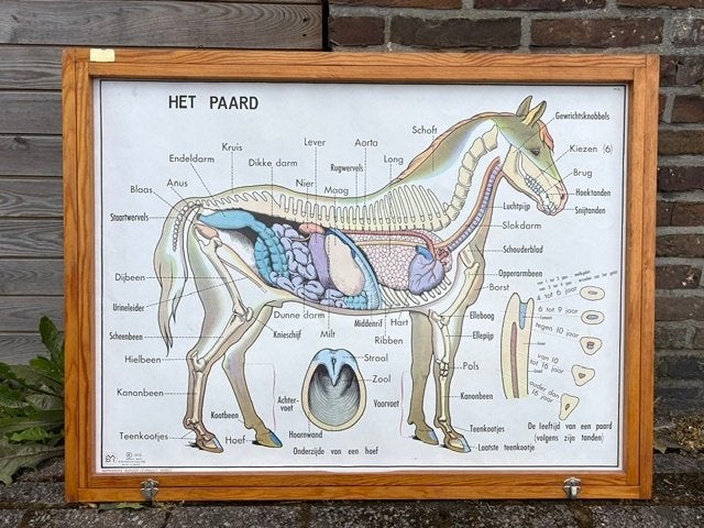 Schoolplaat Het Paard in houten wisselkader 1972, Ophalen, Natuur en Biologie