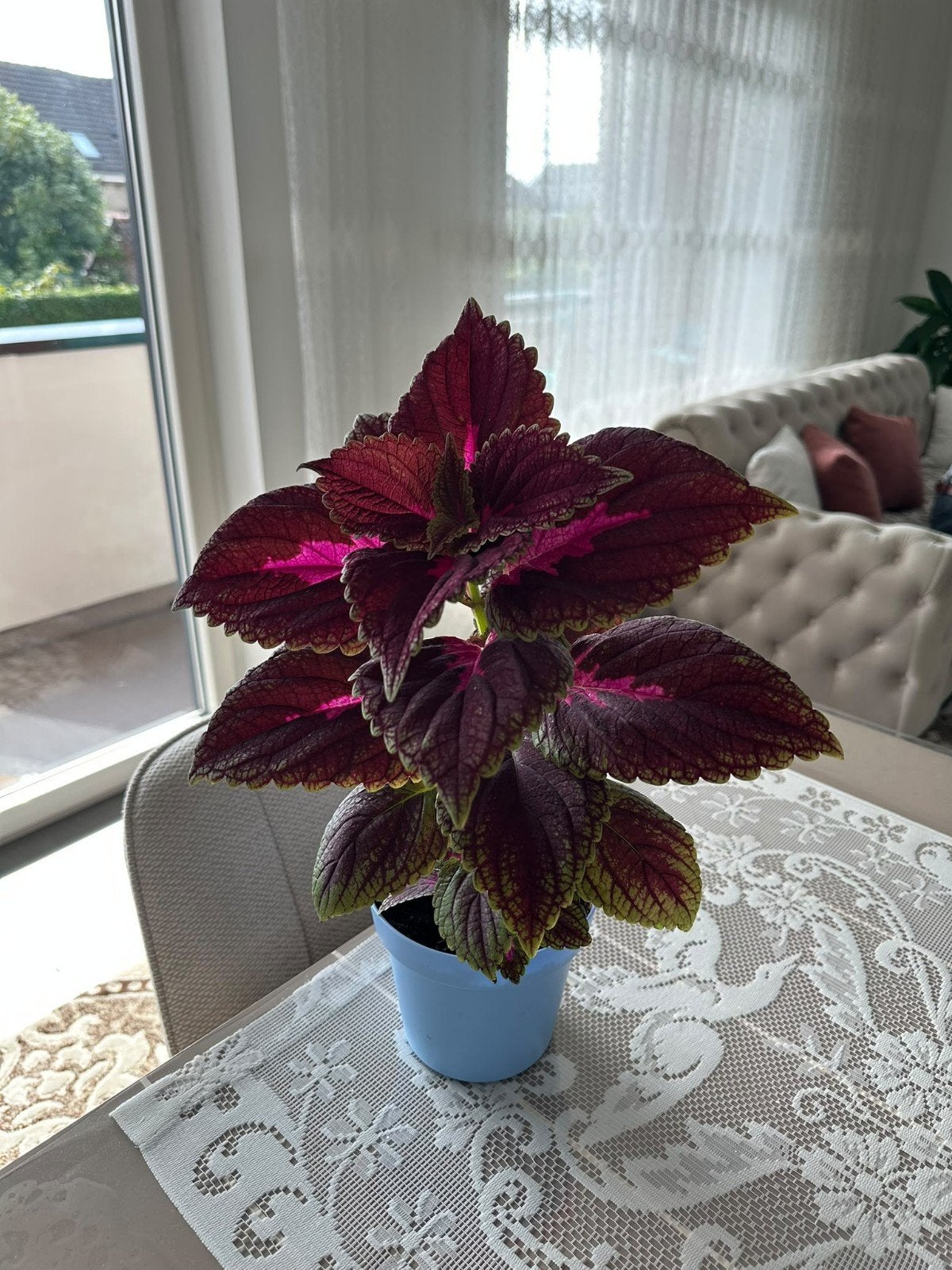 Coleus/Coleus en pot bleu, Enlèvement, En pot