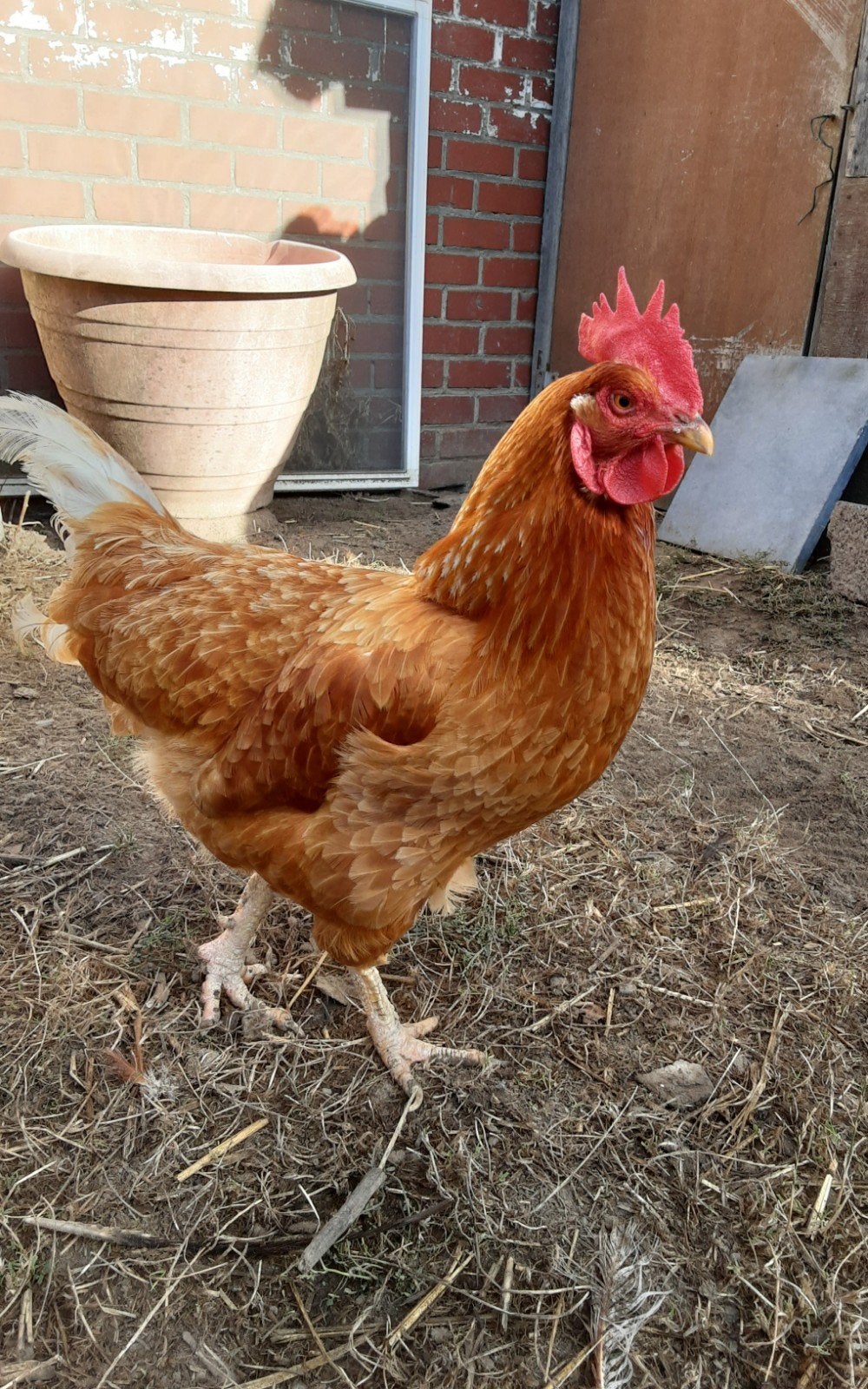 isa brown haan  gratis, Dieren en Toebehoren