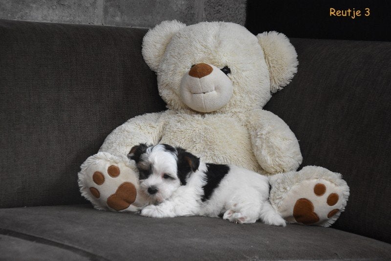 Prachtige Biewer Terriër pups, Dieren en Toebehoren, België, Overige rassen, CDV (hondenziekte), 8 tot 15 weken