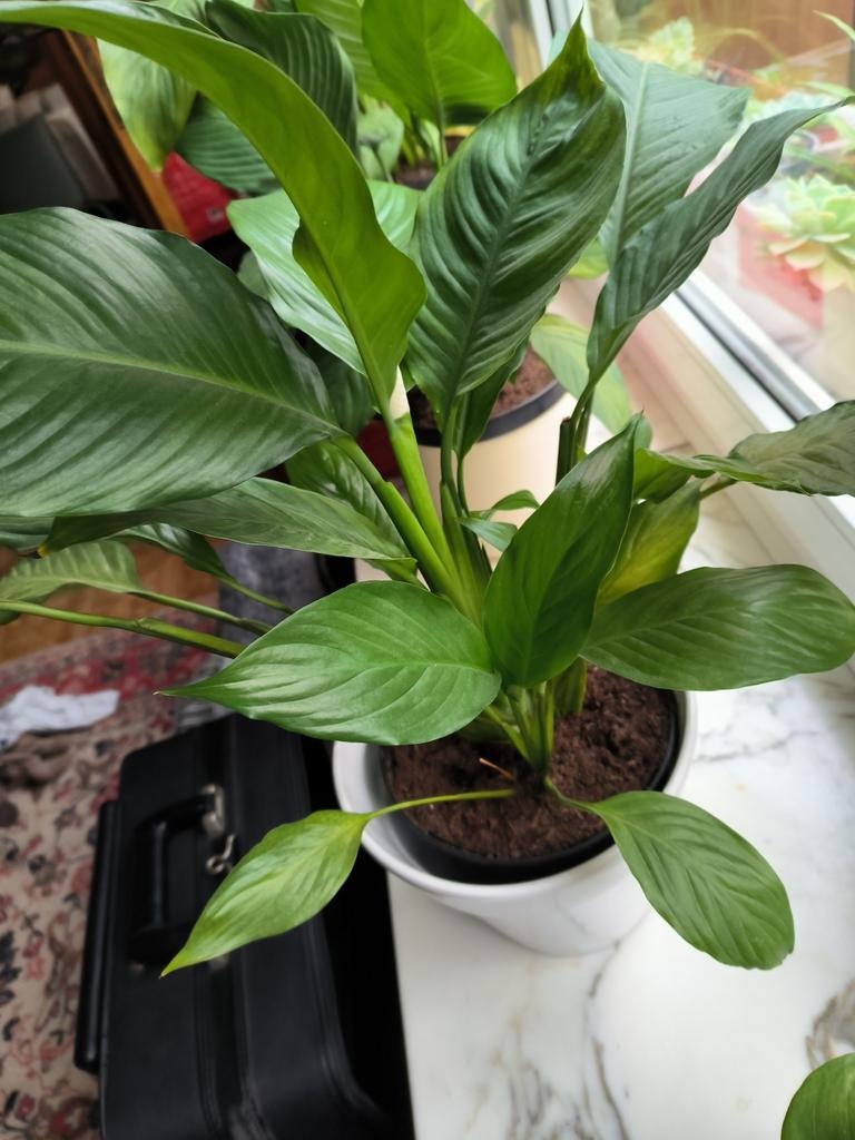 Lepelplant Vredeslelie Spathiphyllum, Ophalen