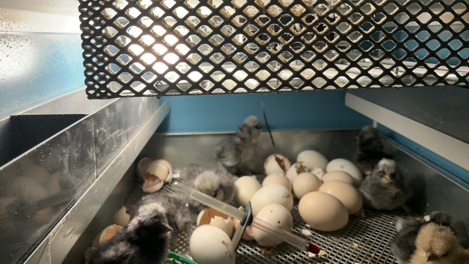 Usa kuikens ,, Dieren en Toebehoren, Pluimvee, Geslacht onbekend, Kip
