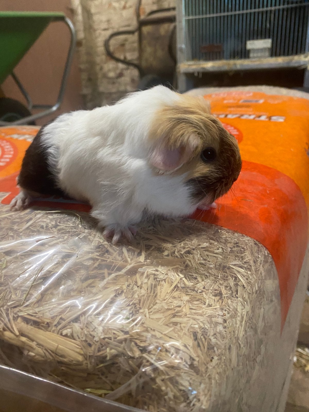 Coronet Zeugje, Dieren en Toebehoren, Cavia, Vrouwelijk, Mei, Tam