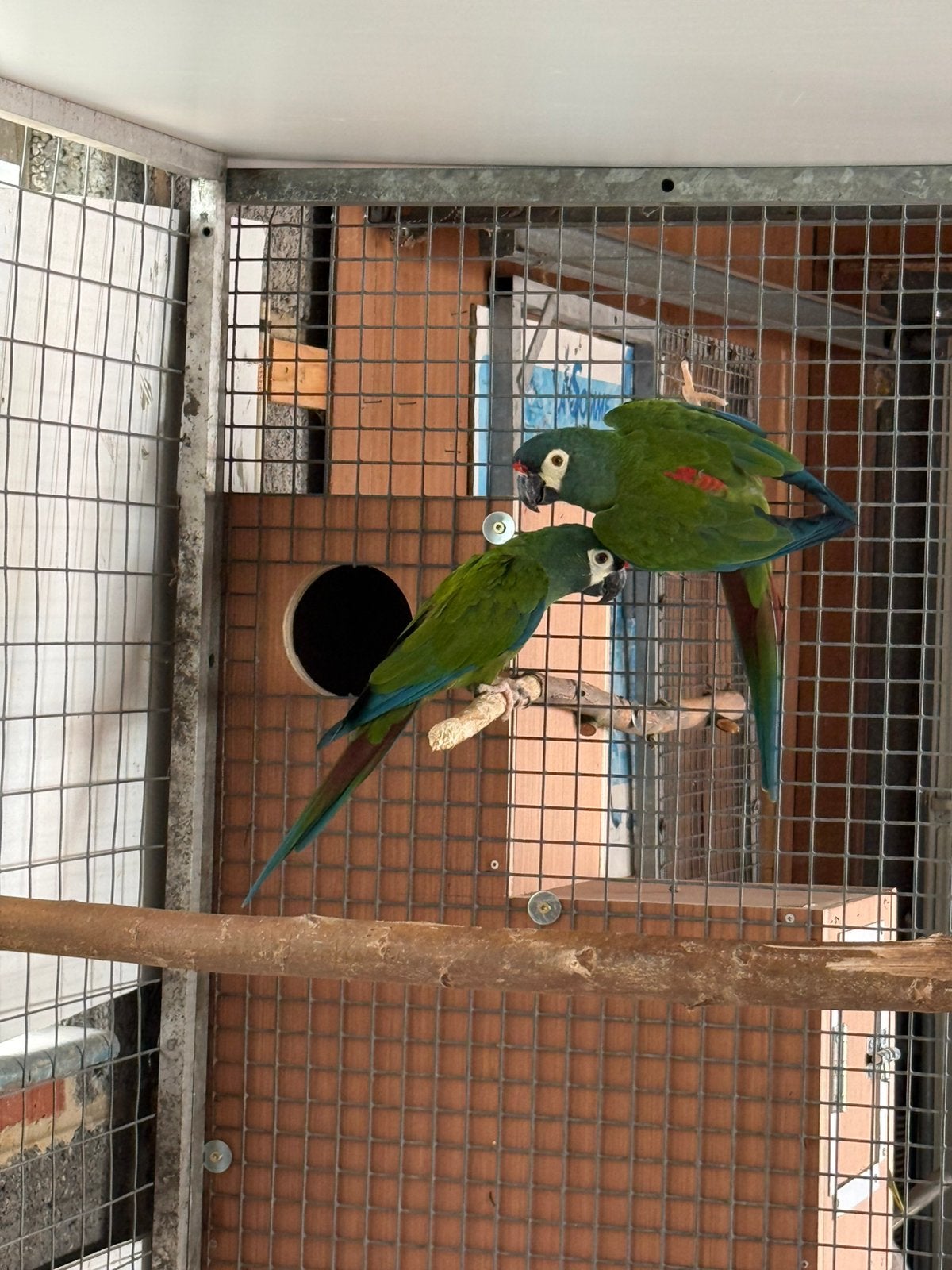 Kweekkoppel ara maracana, Plusieurs animaux, Bagué