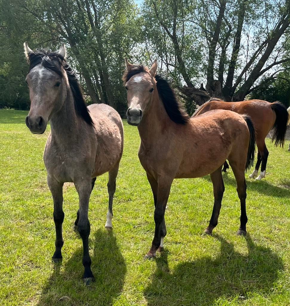 Jaarling veulen merrie, Dieren en Toebehoren, Paarden, Merrie, Gechipt