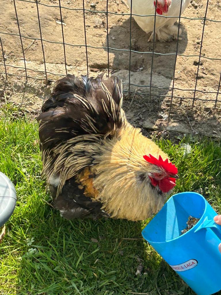 Cochin kriel haantje (30.07.2025), Mâle, Poule ou poulet