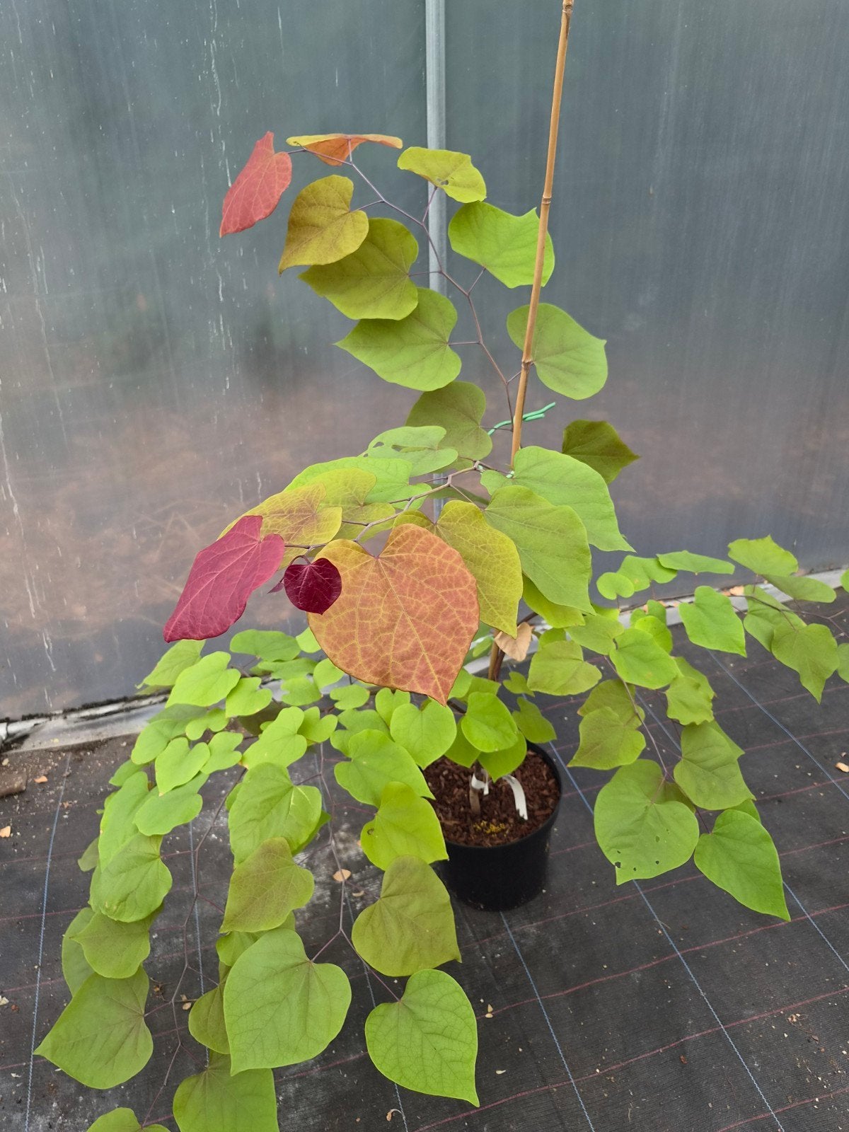 Cercis Eternal Flame (Flamethrower), Jardin & Terrasse, Plantes | Arbres fruitiers, Enlèvement, Plein soleil, Autres espèces