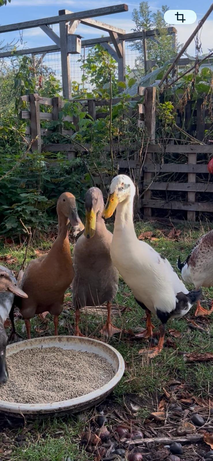 3 Indische loopeenden te koop