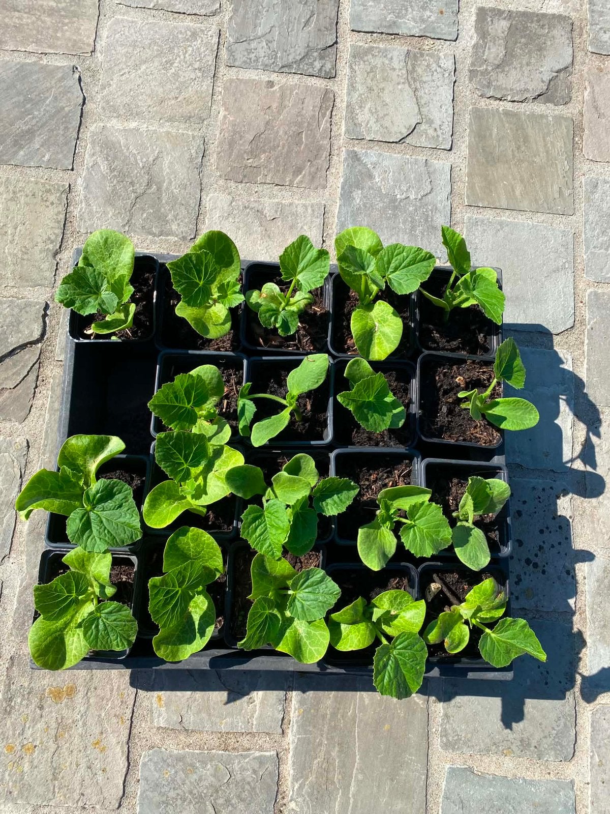 Butternut pompoen plantjes, Ophalen, Groenteplanten, Eenjarig, Bloeit niet