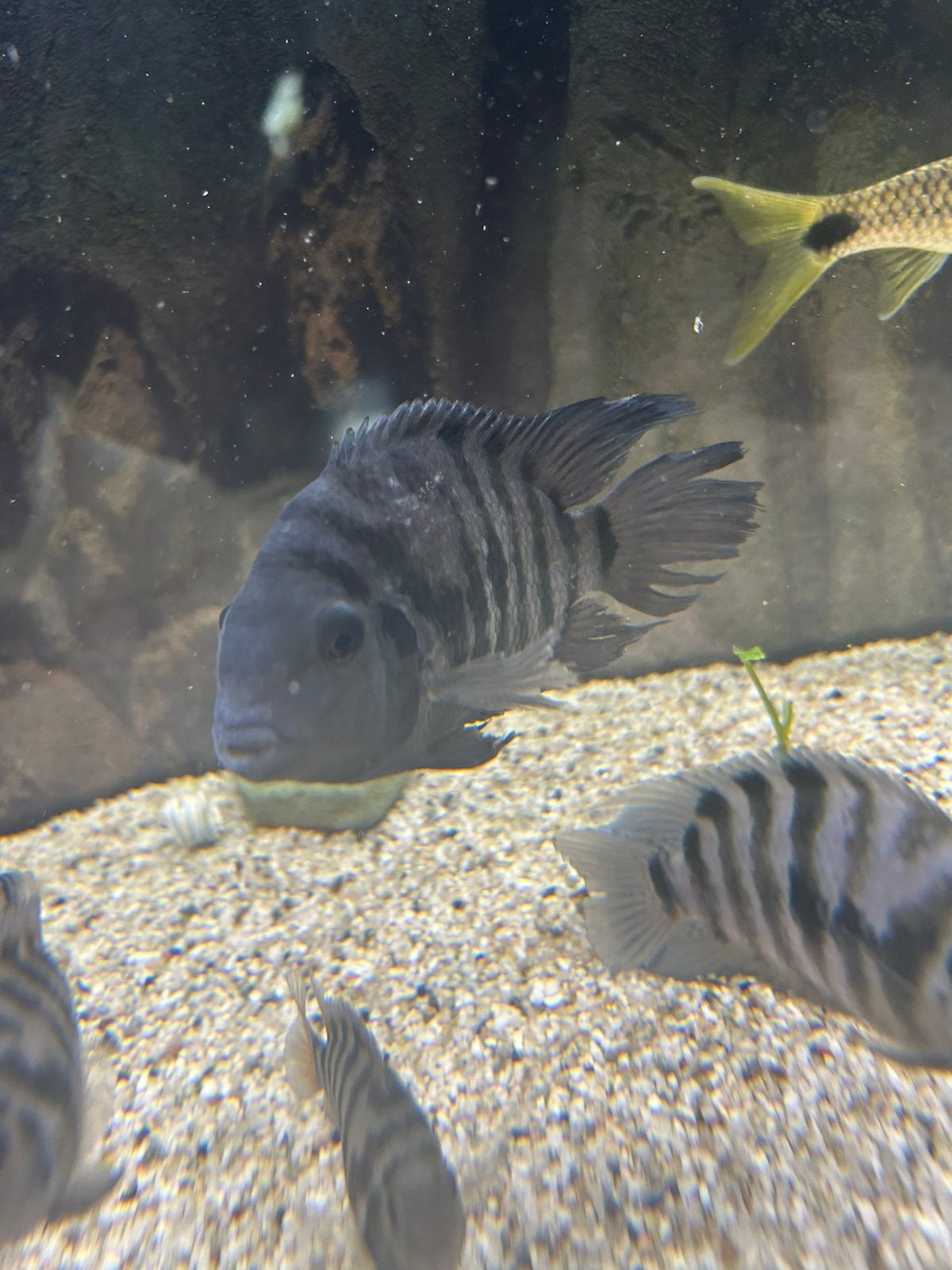 aquarium vissen, Dieren en Toebehoren, Vissen | Aquariumvissen