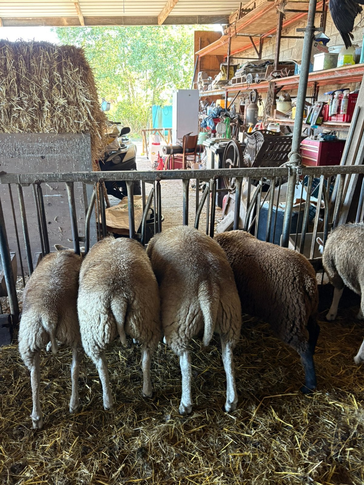 Schapen