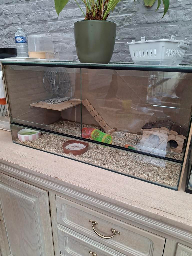 Terarium, Dieren en Toebehoren, Ophalen