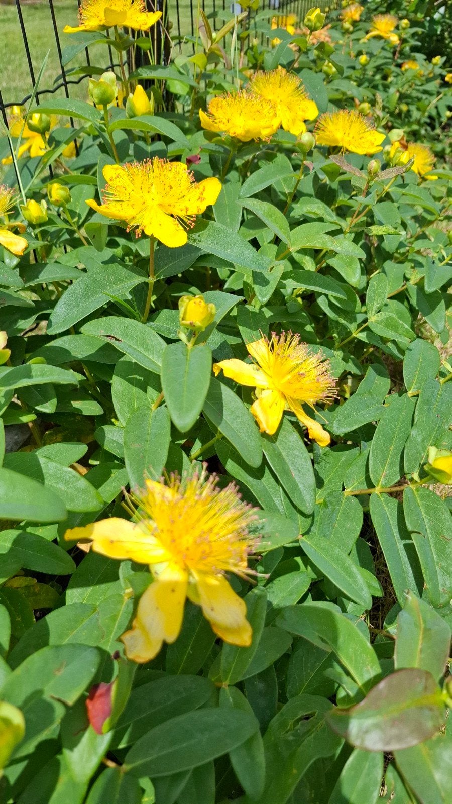 Hertshooi (hypericum), Jardin & Terrasse, Plantes | Jardin, Plante fixe, Couvre-sol, Plein soleil, Été, Enlèvement