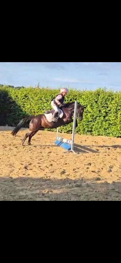 B pony, B, Ruin, B pony (1.17m tot 1.27m), Gechipt