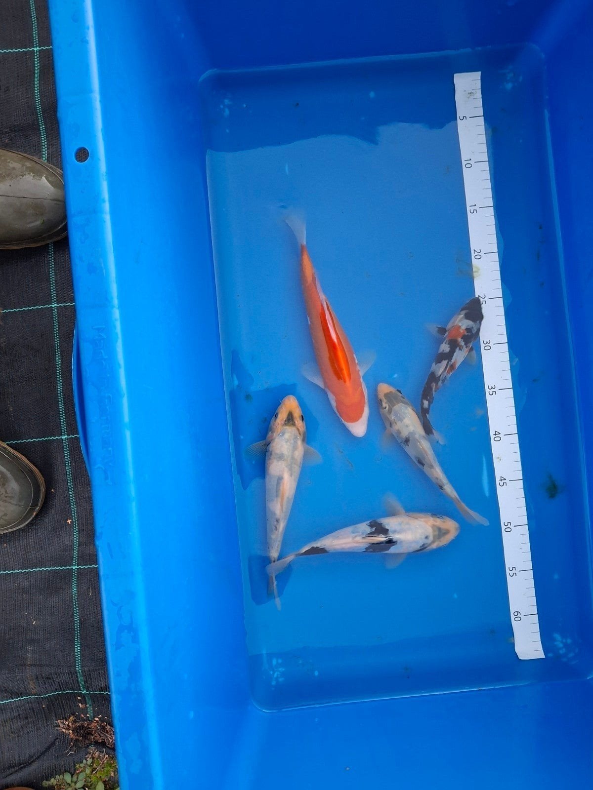 koi