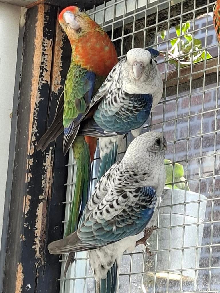 Gezocht stanley man, Dieren en Toebehoren