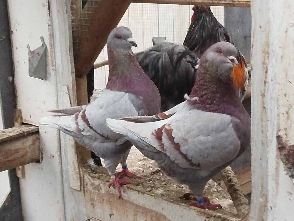 Couples d'éleveurs Mondain/King Pigeon