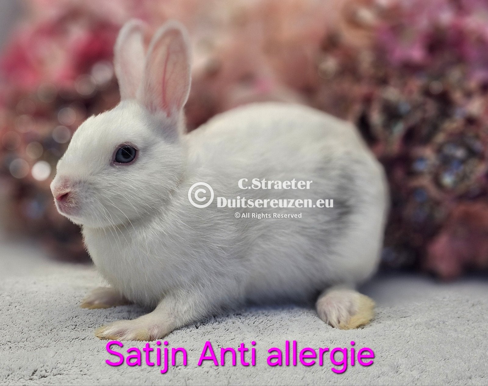 De enige echte mini loffelohr konijntjes, April, Meerdere dieren, Tam