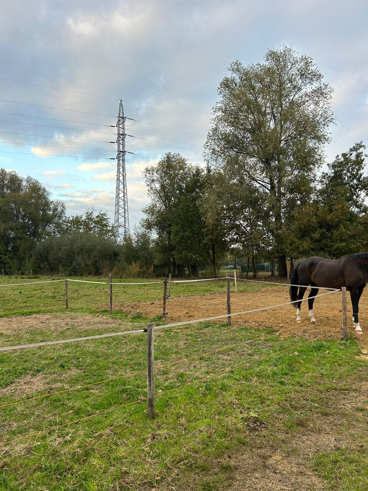 Paardenweide te huur, Dieren en Toebehoren, Paarden