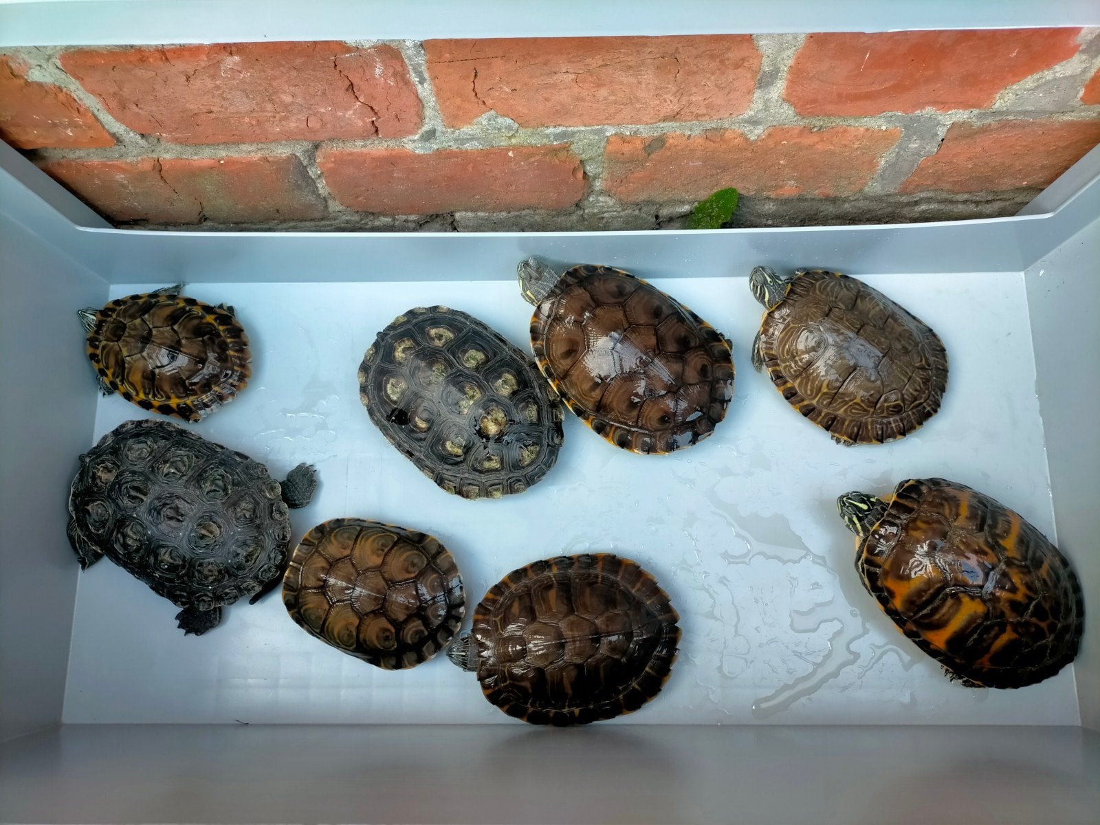 8 waterschildpadden met groot lot eten, Dieren en Toebehoren, Ophalen
