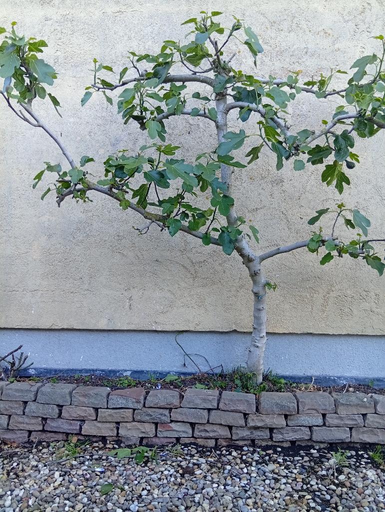 Figuier, Jardin & Terrasse, Plantes | Arbres fruitiers, Figuier, En pot, Plein soleil, Ne fleurit pas