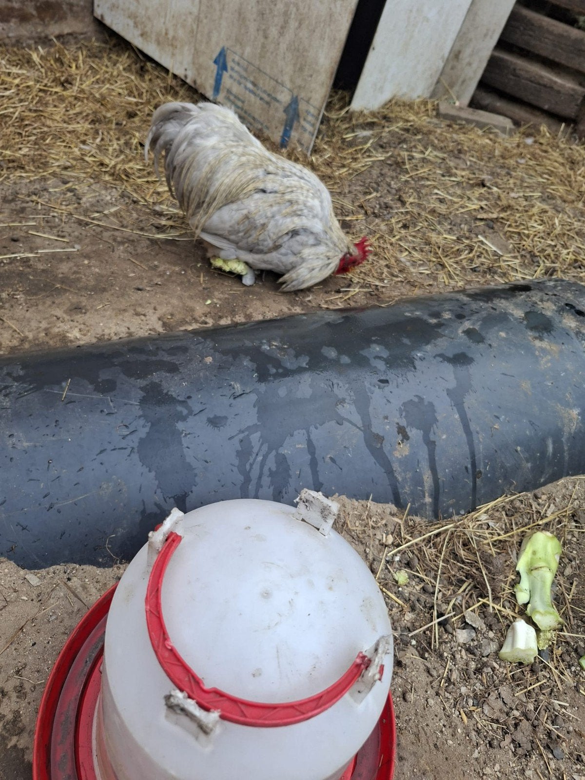 cochine kriel haan, Dieren en Toebehoren, Pluimvee, Mannelijk, Kip