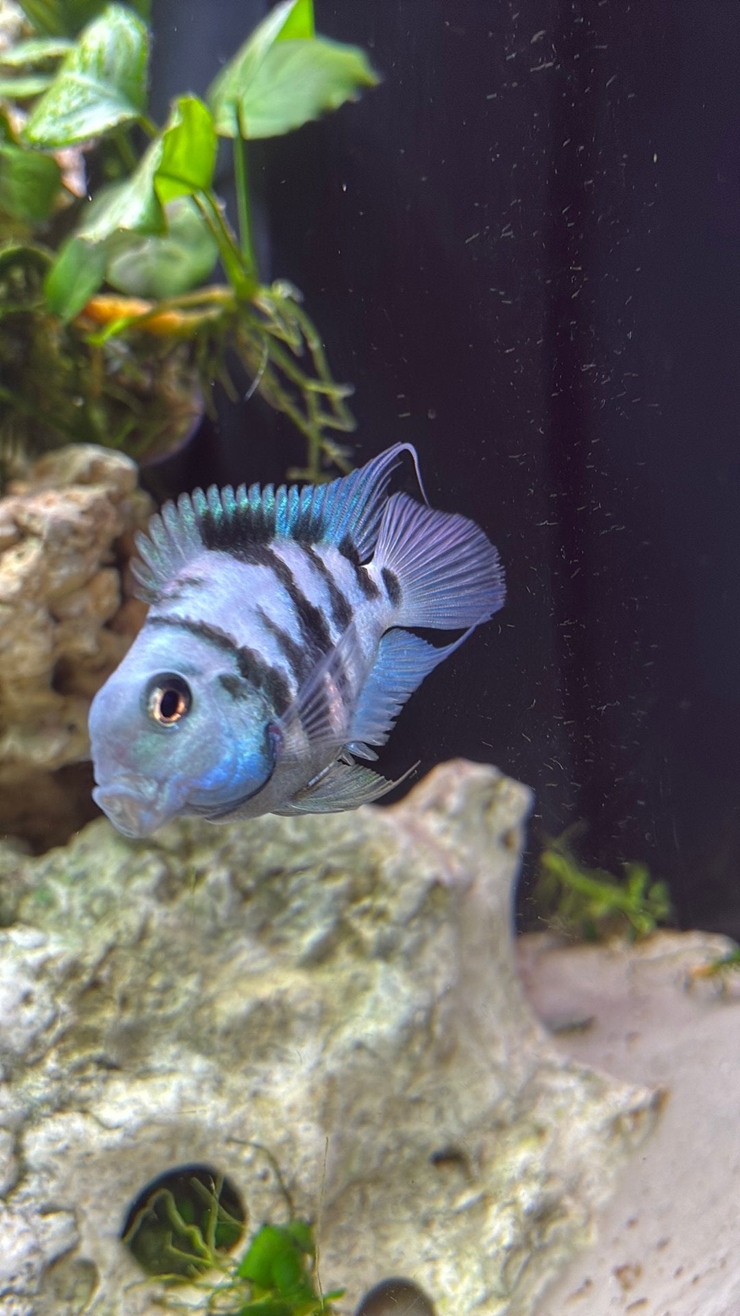 Polar blue 1 koppel + 2 koppels albino + 40 babys, Dieren en Toebehoren, Vis
