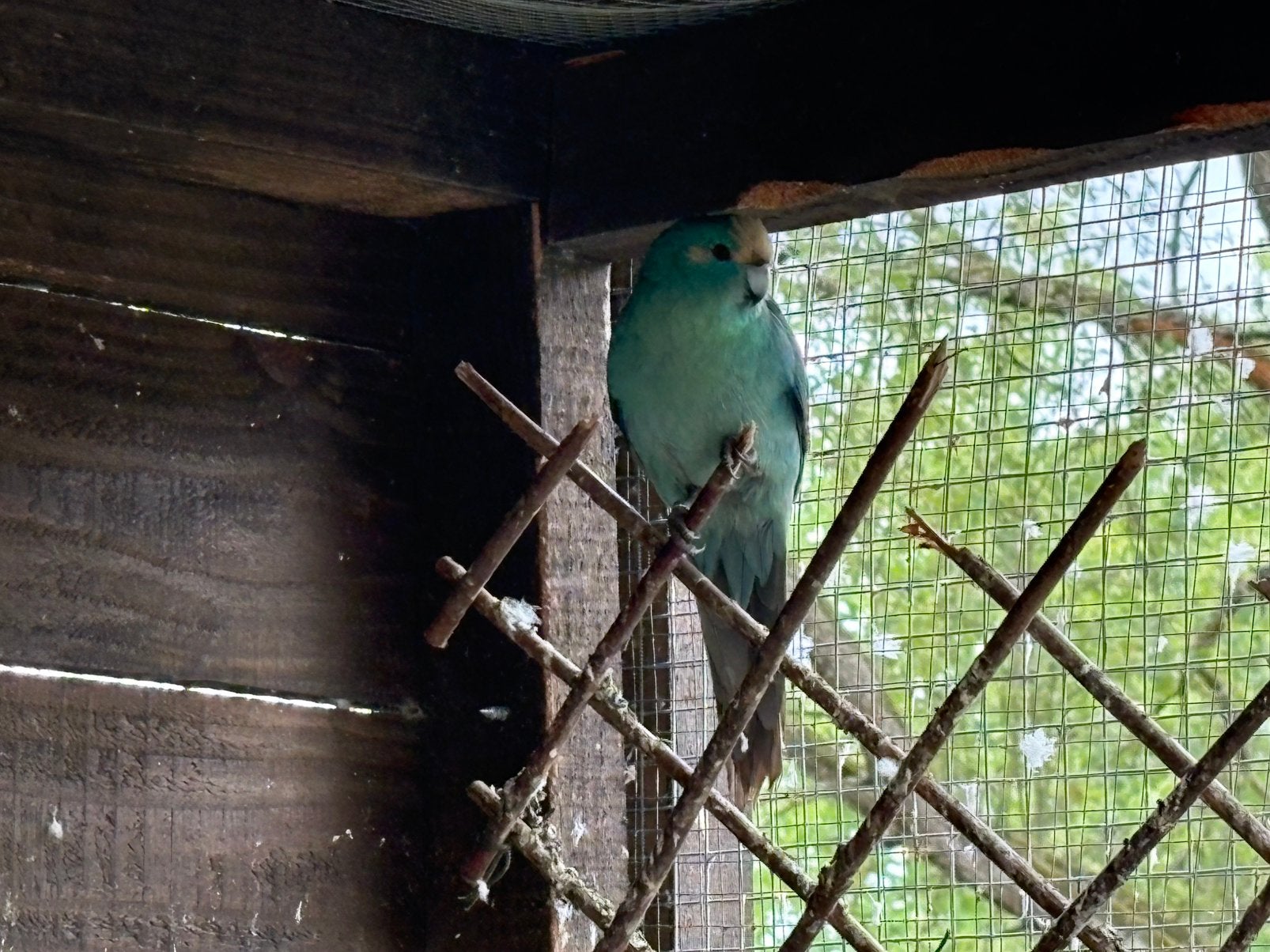 Kakariki, Animaux & Accessoires