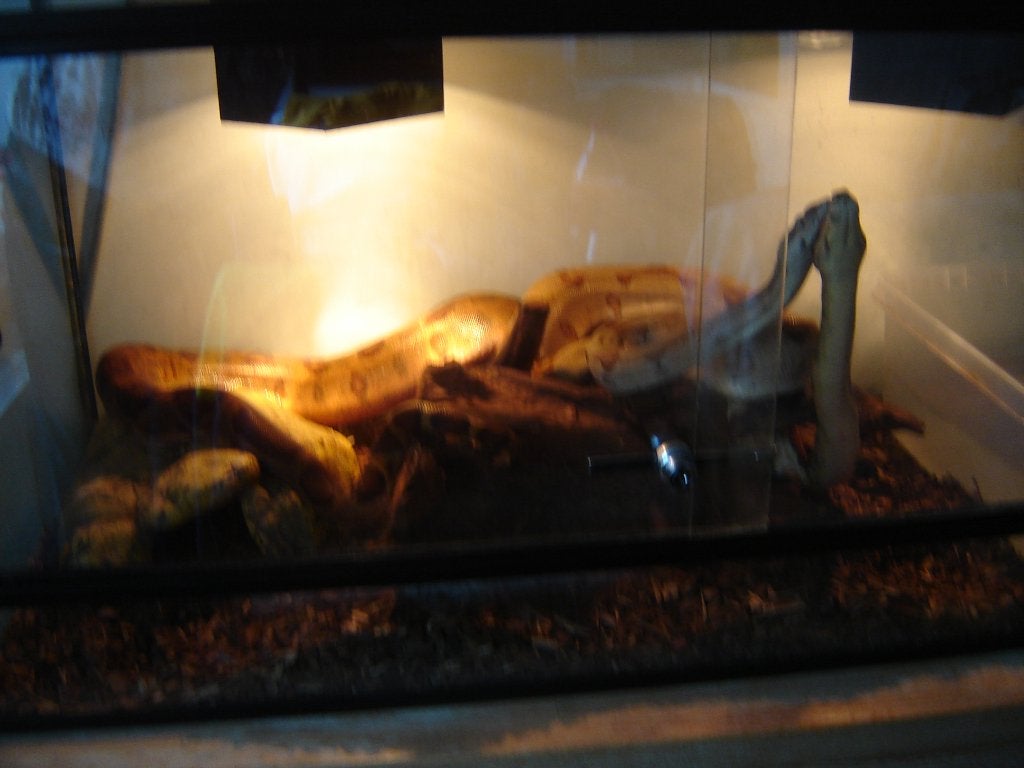 koppel bci, Dieren en Toebehoren, Slang, Met terrarium, 3 tot 6 jaar